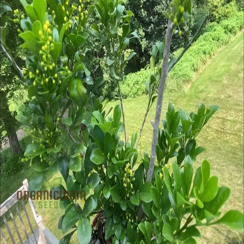 Aglaia Odorata Flower Seeds, Fragrant Garden Blooms, High-Quality Flower Seeds