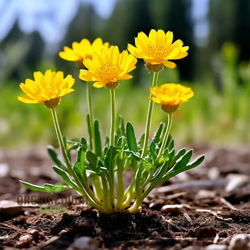 Immortelle Flower Seeds, High-Quality Seeds for Everlasting Garden Blooms and Planting