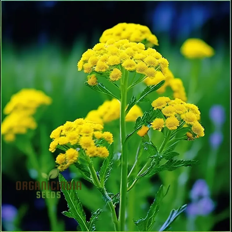 Immortelle Flower Seeds, High-Quality Seeds for Everlasting Garden Blooms and Planting
