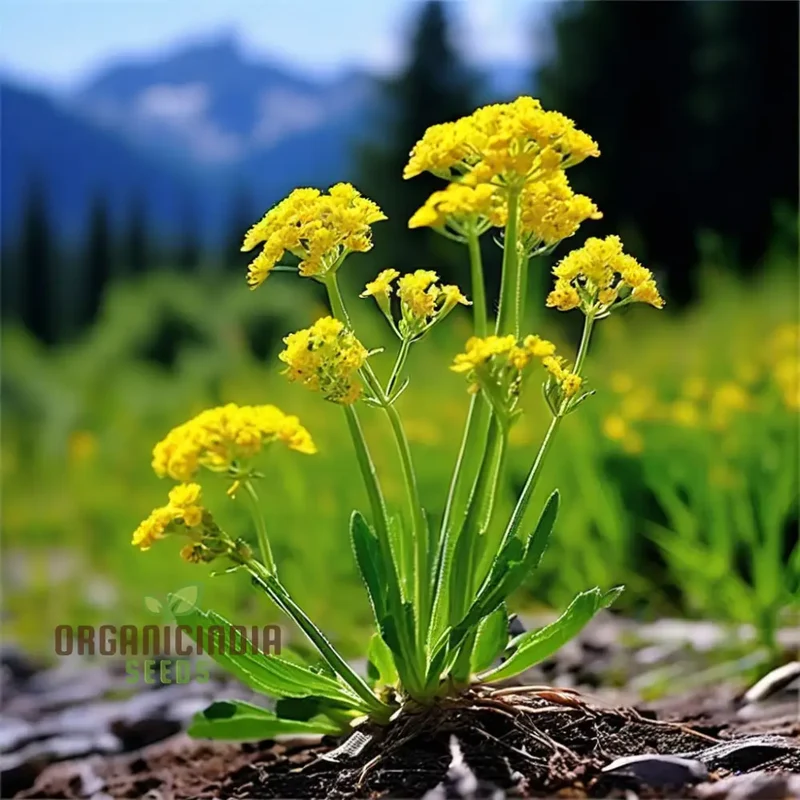 Immortelle Flower Seeds, High-Quality Seeds for Everlasting Garden Blooms and Planting
