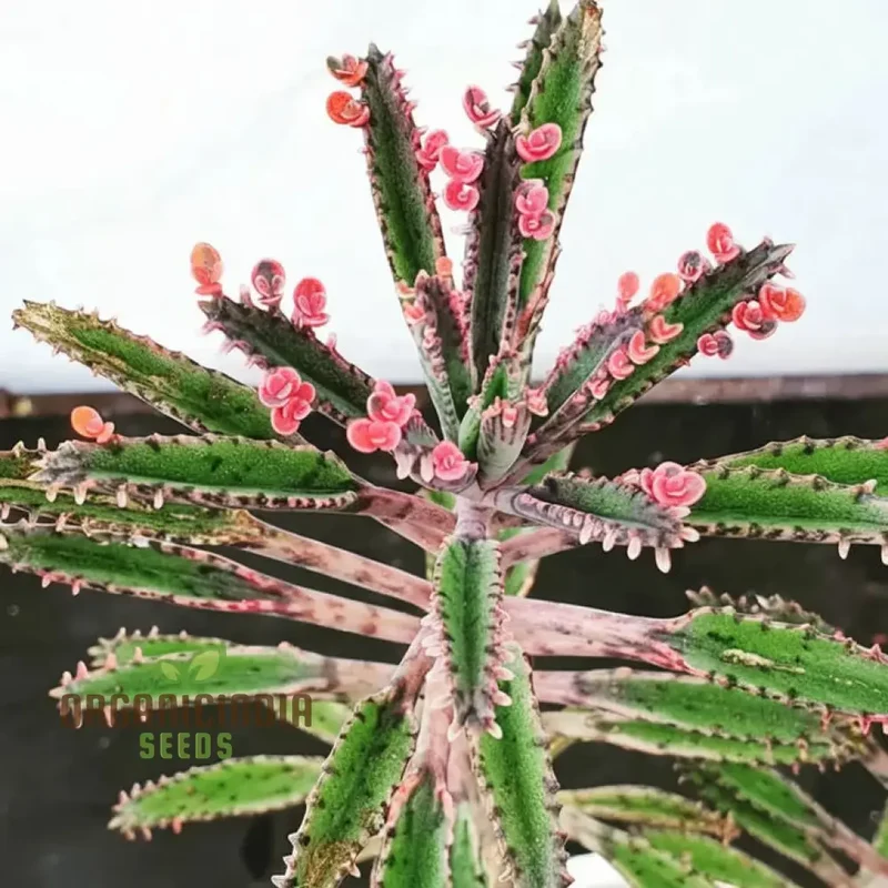 Brown Kalanchoe Bonsai Flower Seeds, High-Quality Flower Seeds for Planting