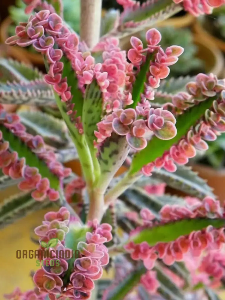 Brown Kalanchoe Bonsai Flower Seeds, High-Quality Flower Seeds for Planting
