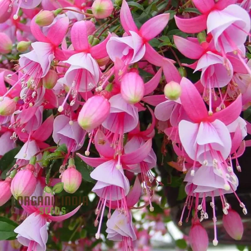 Fuchsia Pink Flower Seeds – Premium Garden Bloom Variety for Planting