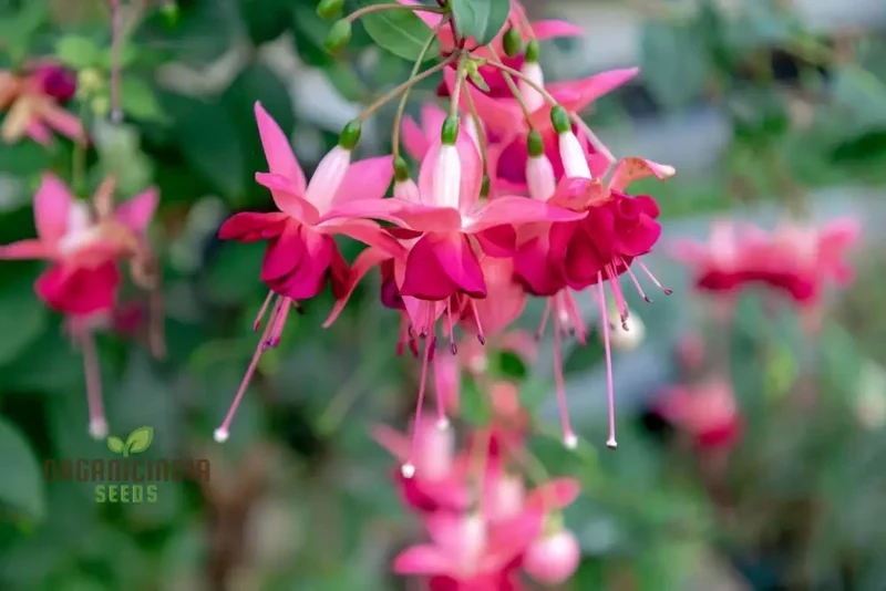 Fuchsia Pink Flower Seeds – Premium Garden Bloom Variety for Planting