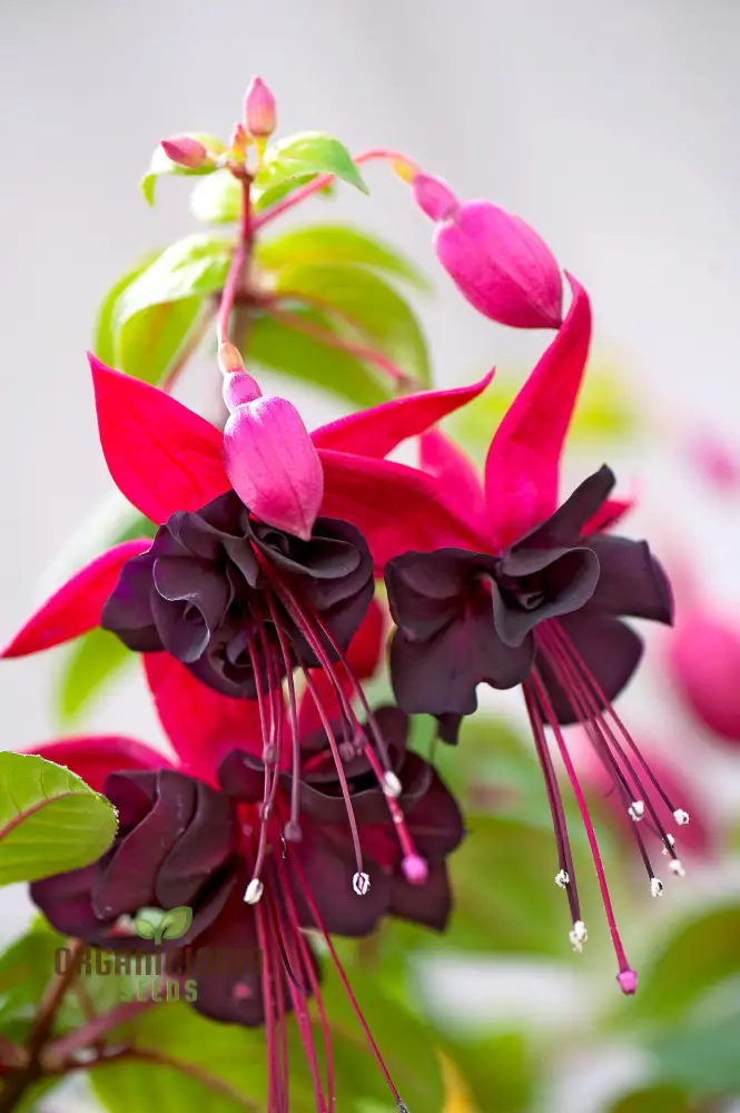 Fuchsia Pink Flower Seeds – Premium Garden Bloom Variety for Planting