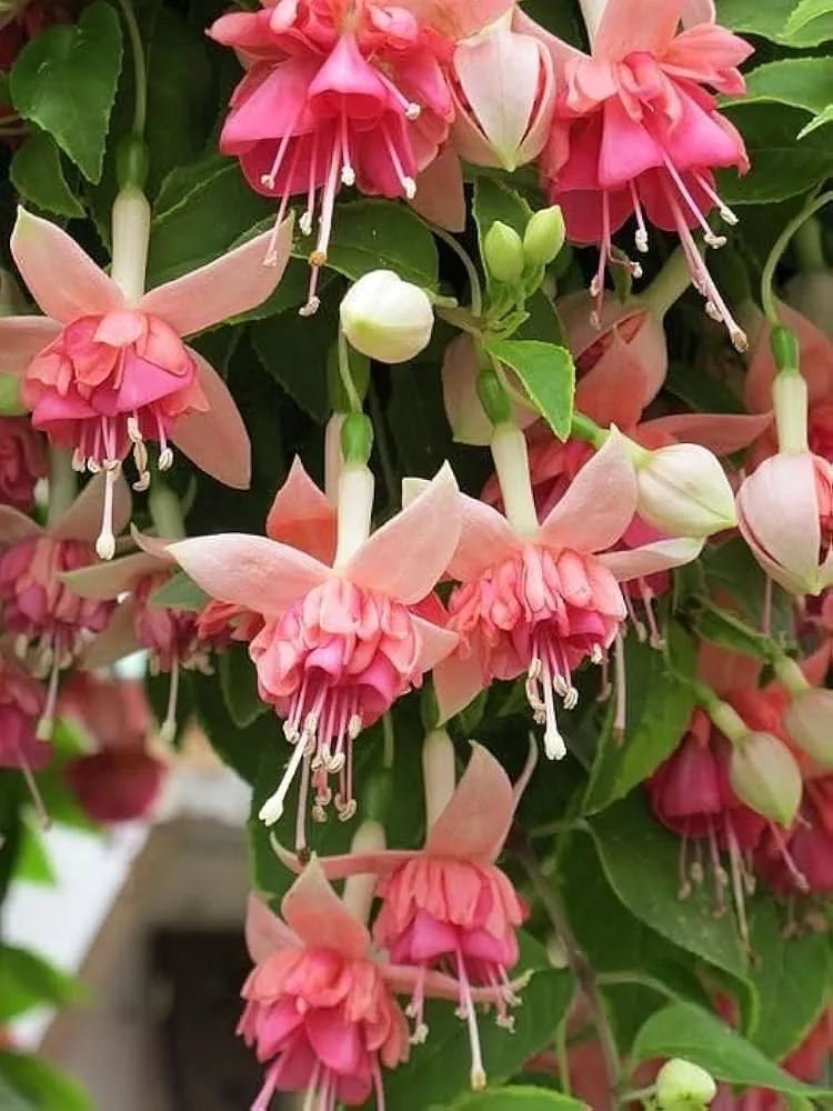 Fuchsia Pink Flower Seeds – Premium Garden Bloom Variety for Planting