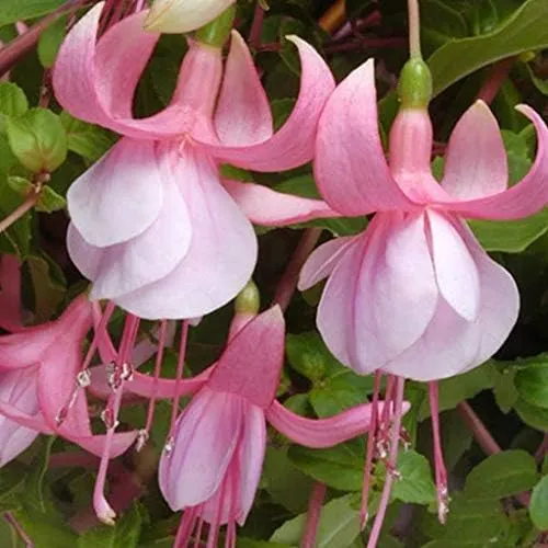 Fuchsia Pink Flower Seeds – Premium Garden Bloom Variety for Planting