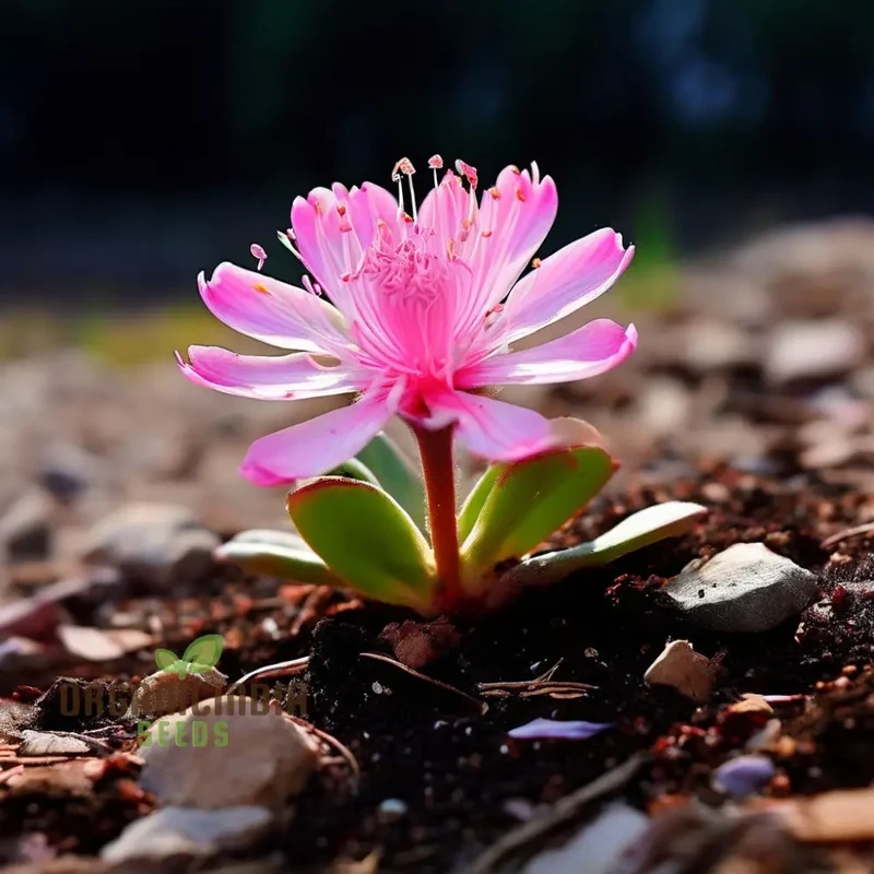 Mixed Lewisia Flower Seeds, High-Quality Flower Seeds for Planting and Gardening - Cultivate a Colorful and Vibrant Garden