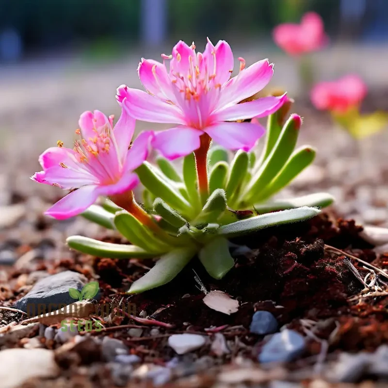 Mixed Lewisia Flower Seeds, High-Quality Flower Seeds for Planting and Gardening - Cultivate a Colorful and Vibrant Garden