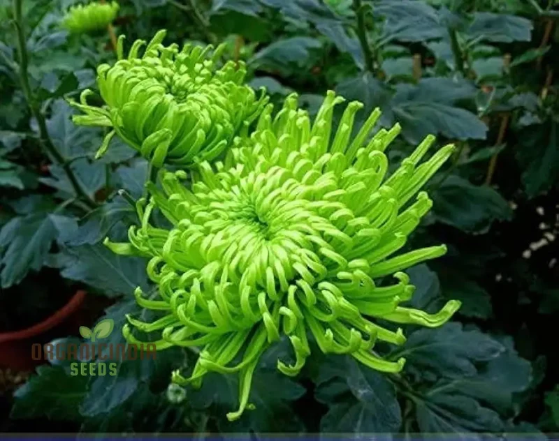 Green 'Spider' Chrysanthemum Flower Seeds, High-Quality Flower Seeds for Planting and Gardening - Cultivate Unique and Vibrant Blooms