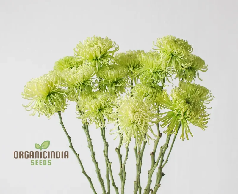 Green 'Spider' Chrysanthemum Flower Seeds, High-Quality Flower Seeds for Planting and Gardening - Cultivate Unique and Vibrant Blooms