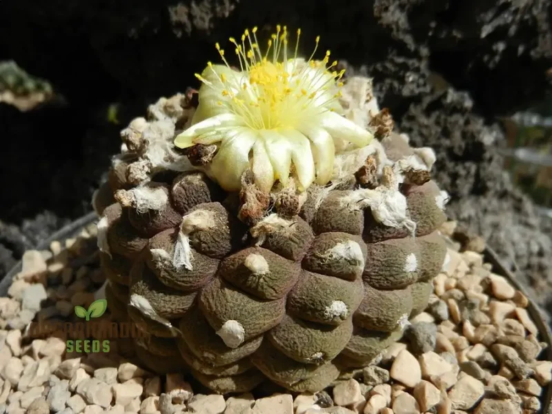 Premium Copiapoa Flower Seeds for Planting - Rare Desert Cactus Blooms for Unique Gardens