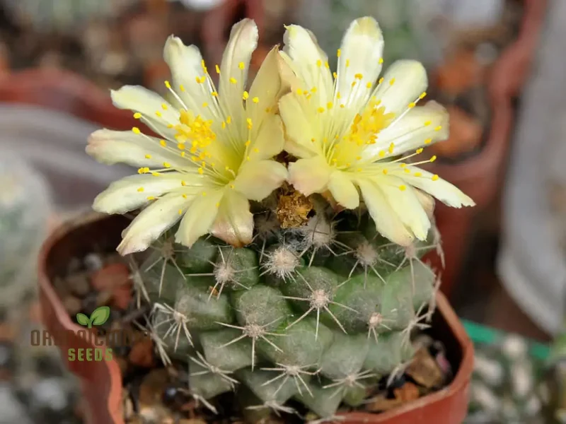 Premium Copiapoa Flower Seeds for Planting - Rare Desert Cactus Blooms for Unique Gardens