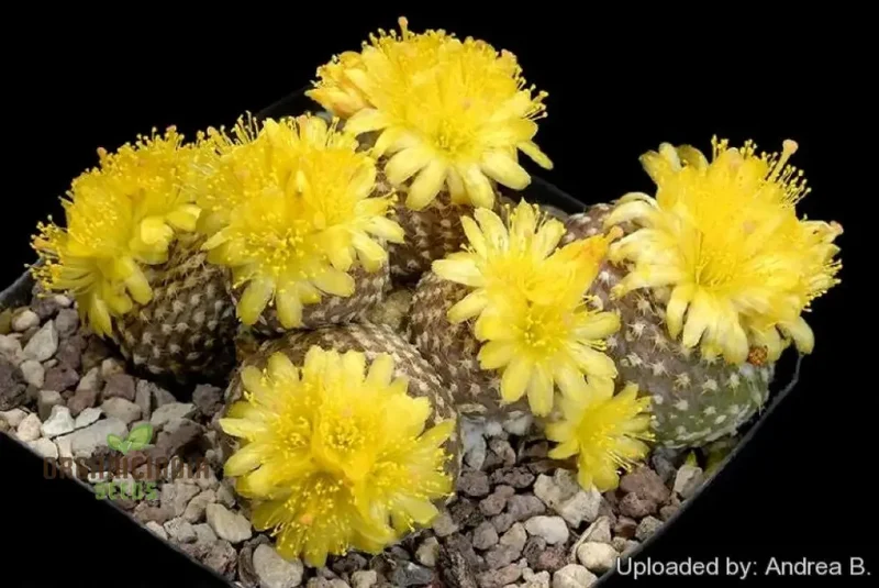 Premium Copiapoa Flower Seeds for Planting - Rare Desert Cactus Blooms for Unique Gardens
