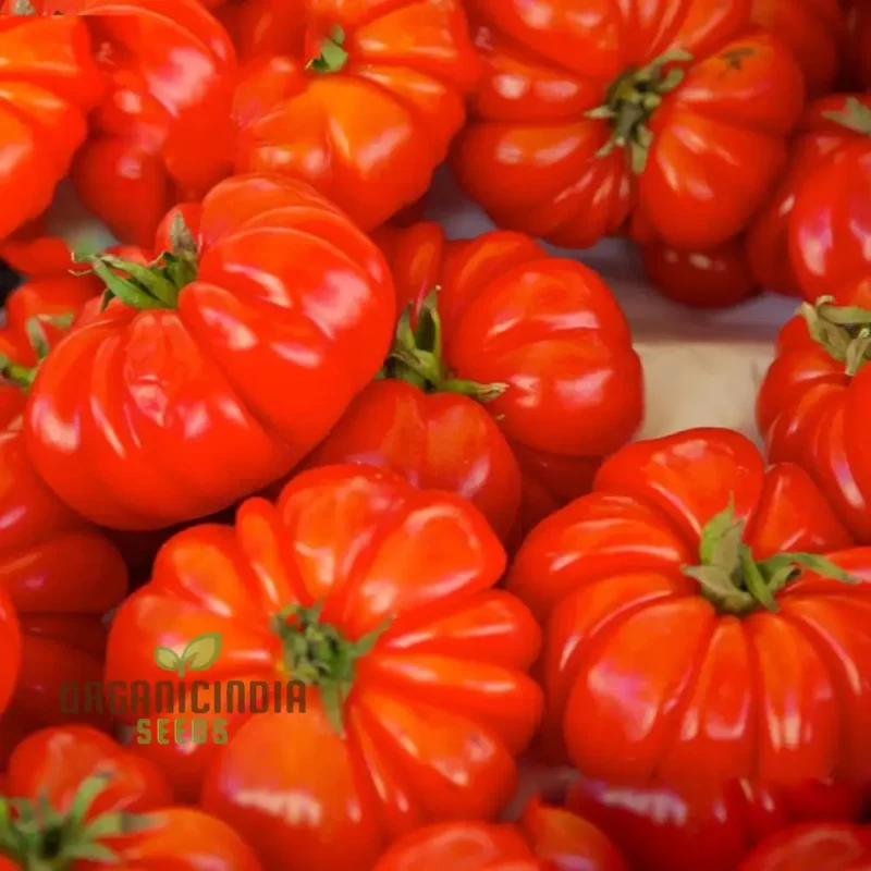 Grow Exotic Pumpkin Trees: Premium Solanum Integrifolium Seeds for Planting