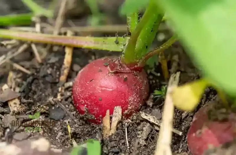 Premium Pink Radish Seeds Premium Pink Radish Seeds, Heirloom Variety for Fresh Salads and Garden Beauty