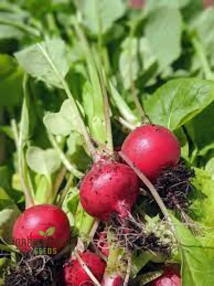Premium Pink Radish Seeds Premium Pink Radish Seeds, Heirloom Variety for Fresh Salads and Garden Beauty