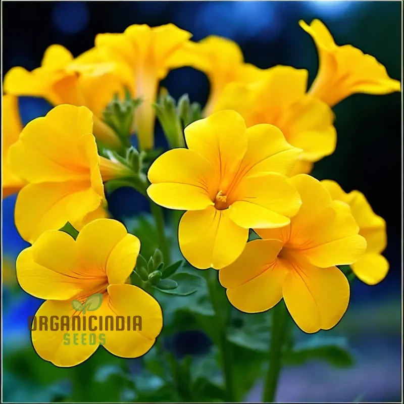 Beautiful Yellow Superbells Calibrachoa Flower Seeds, High-Quality Seeds for Vibrant Garden Blooms