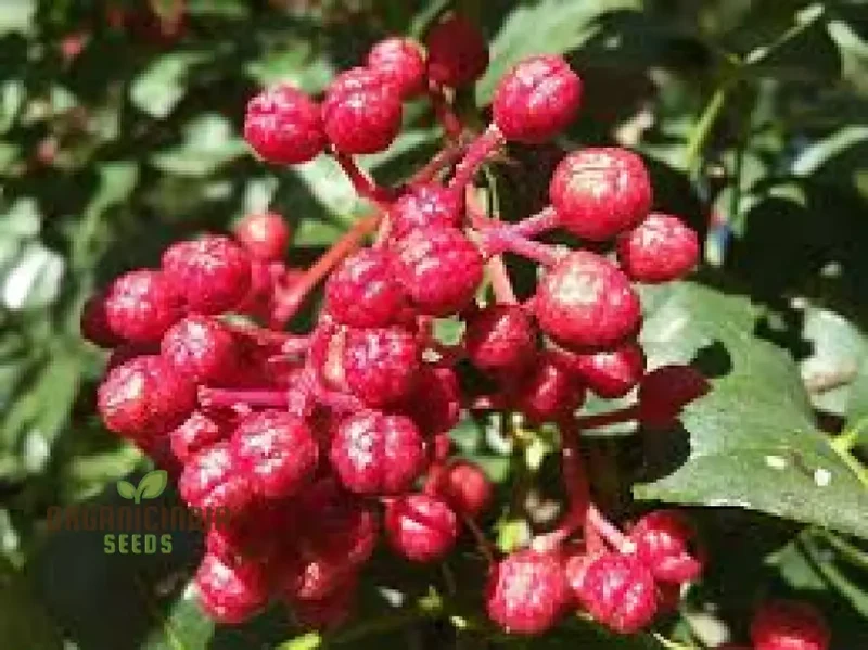 Bulk 10pcs Zanthoxylum bungeanum Plant Seeds, Premium 10pcs Zanthoxylum bungeanum Seeds, High-Quality 10pcs Zanthoxylum bungeanum Plant Seeds Generic, Non-GMO 10pcs Zanthoxylum bungeanum Seeds