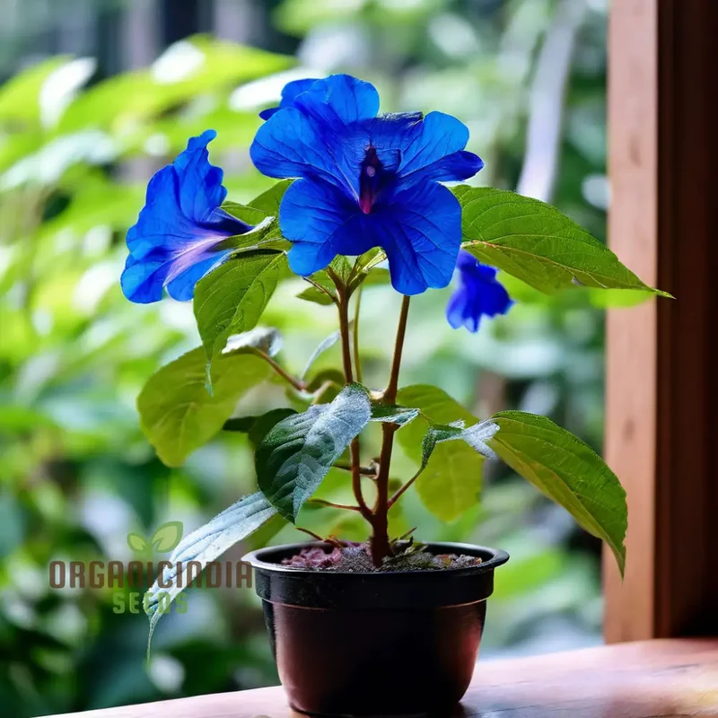Vibrant Ceratostigma Plumbaginoides Flower Seeds, Cultivate Stunning Blue Blooms in Your Garden