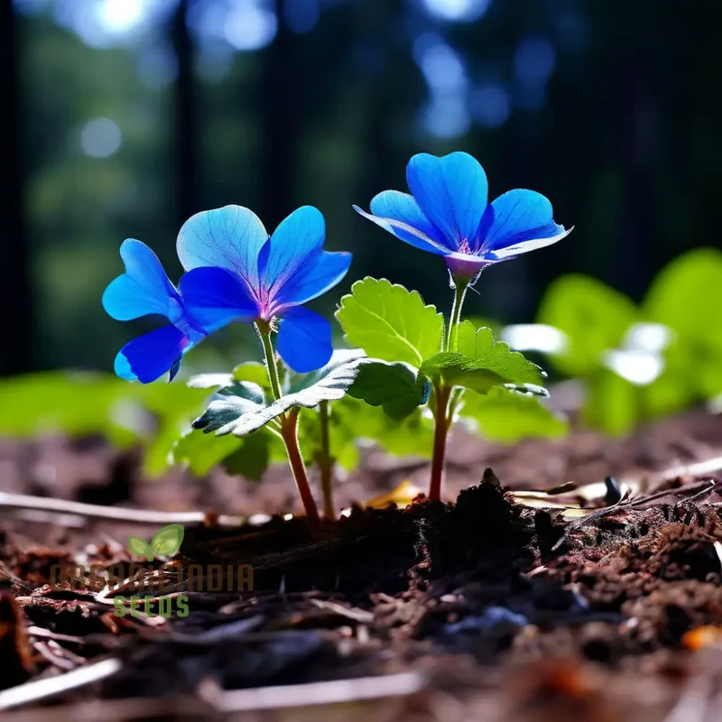 Vibrant Ceratostigma Plumbaginoides Flower Seeds, Cultivate Stunning Blue Blooms in Your Garden