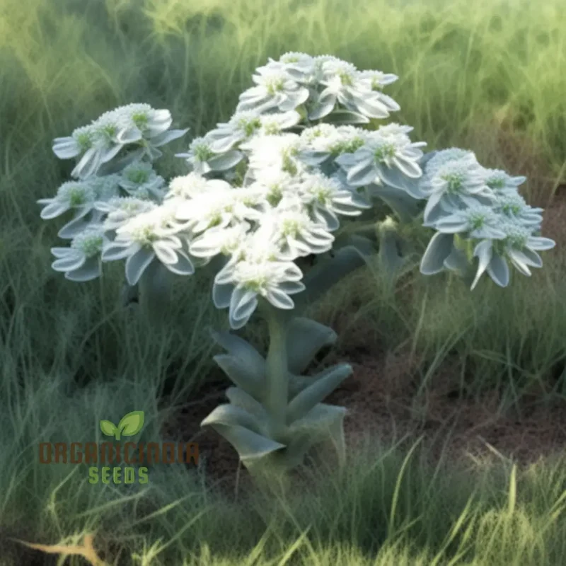 Green Snow On The Mountain Flower Seeds - Exotic Euphorbia for Lush Gardens