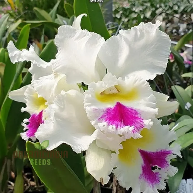 White Cattleya Flower Seeds – Exquisite Orchid Blooms for Elegant Gardens