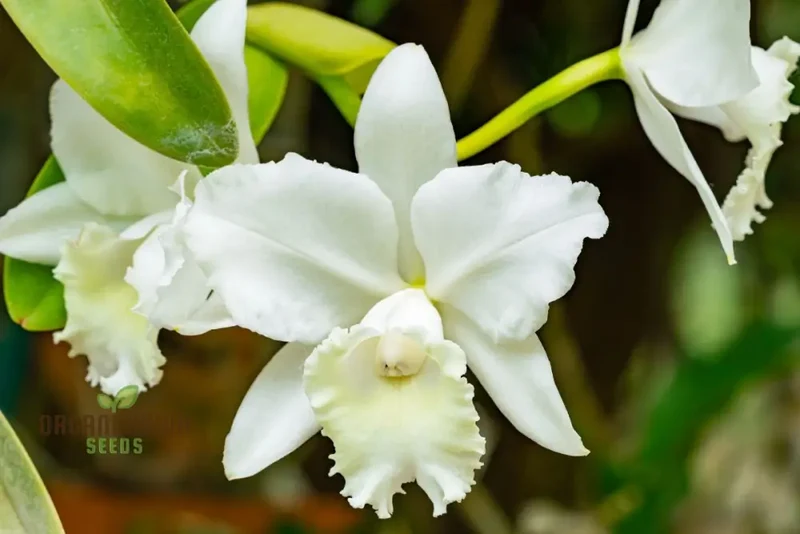 White Cattleya Flower Seeds – Exquisite Orchid Blooms for Elegant Gardens