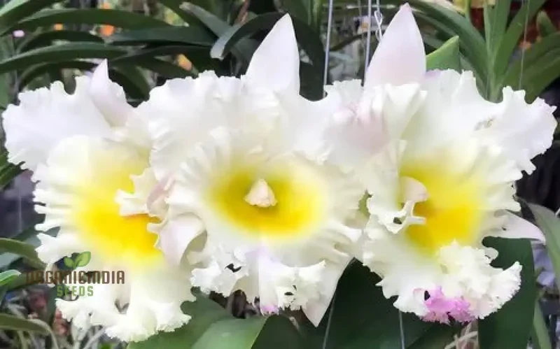 White Cattleya Flower Seeds – Exquisite Orchid Blooms for Elegant Gardens
