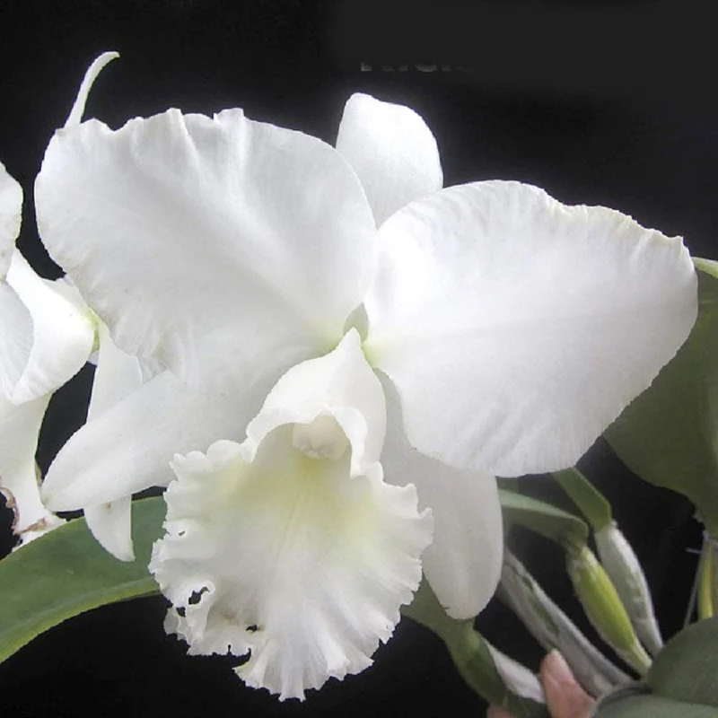 White Cattleya Flower Seeds – Exquisite Orchid Blooms for Elegant Gardens