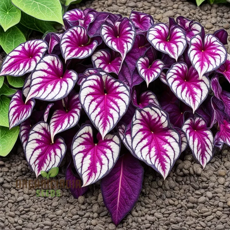 Beautiful Caladium Violet Bicolor Flower Seeds, Vibrant & Unique Garden Blooms