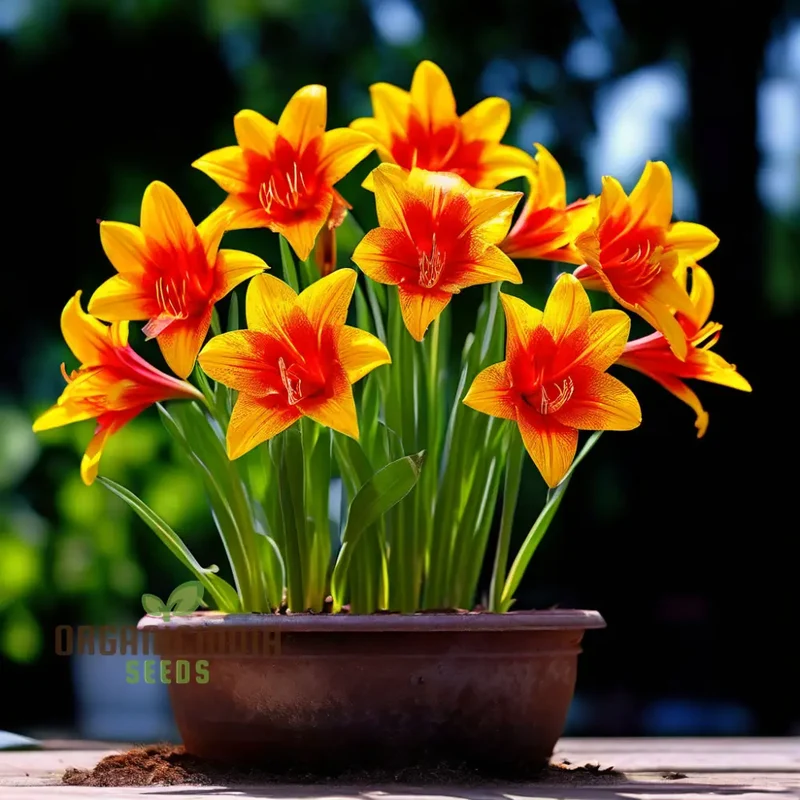 Golden Flame Aristate Flower Seeds - Fiery Yellow and Red Blossoms for Radiant Gardens