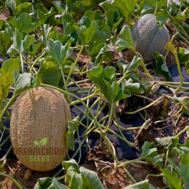 Melon Pinonet Seeds, Exotic Organic Fruit Seeds for Your Garden