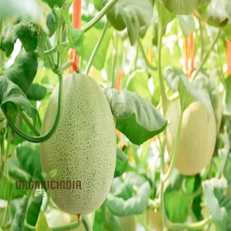 Melon Pinonet Seeds, Exotic Organic Fruit Seeds for Your Garden
