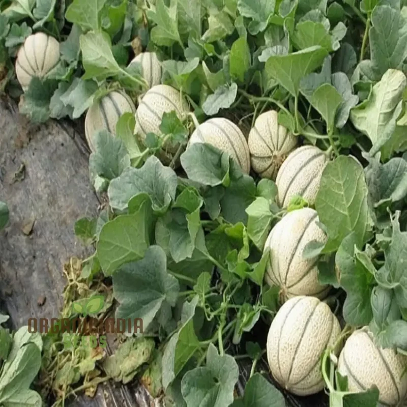 Melon Pinonet Seeds, Exotic Organic Fruit Seeds for Your Garden