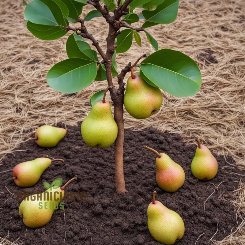 Pear Kumoi Fruit Seeds for Planting, Cultivate Your Own Unique Pear Trees