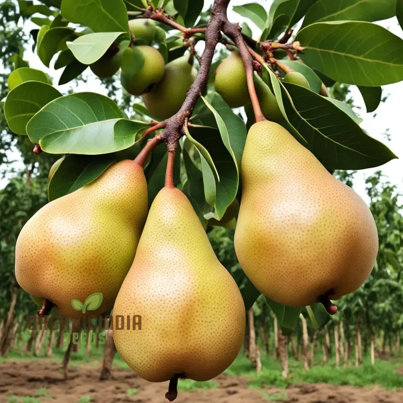 Pear Kumoi Fruit Seeds for Planting, Cultivate Your Own Unique Pear Trees
