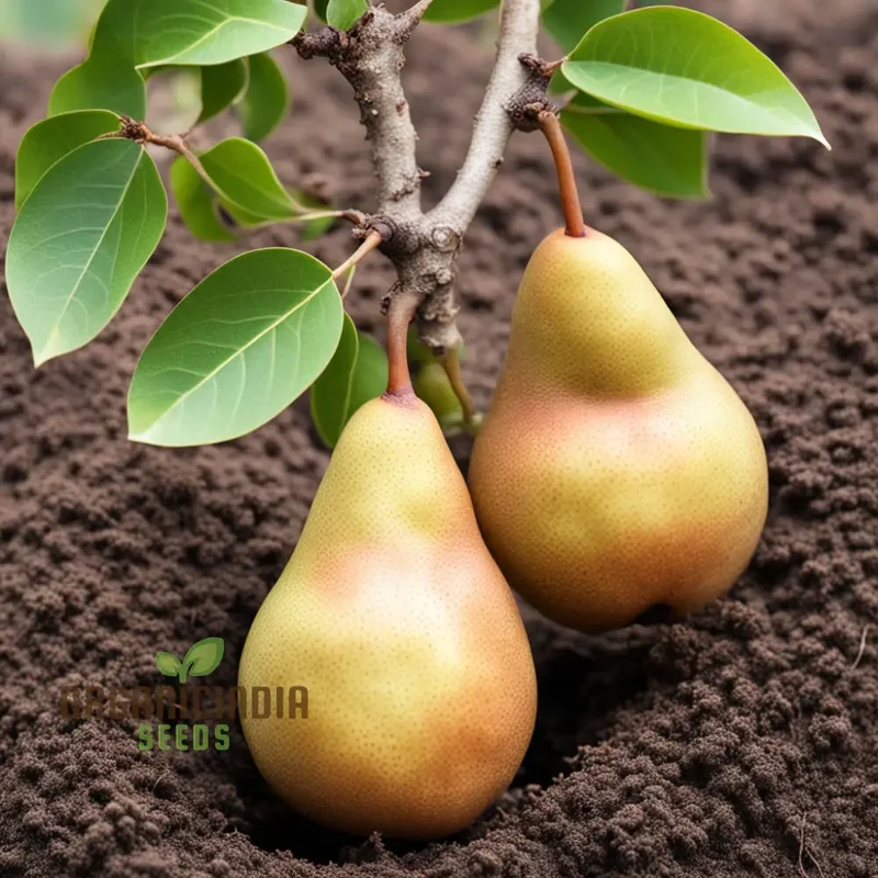 Pear Kumoi Fruit Seeds for Planting, Cultivate Your Own Unique Pear Trees
