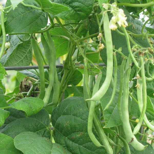 Missouri Wonder Pole Bean Seeds, Premium Pole Bean Vegetable Seeds For Planting