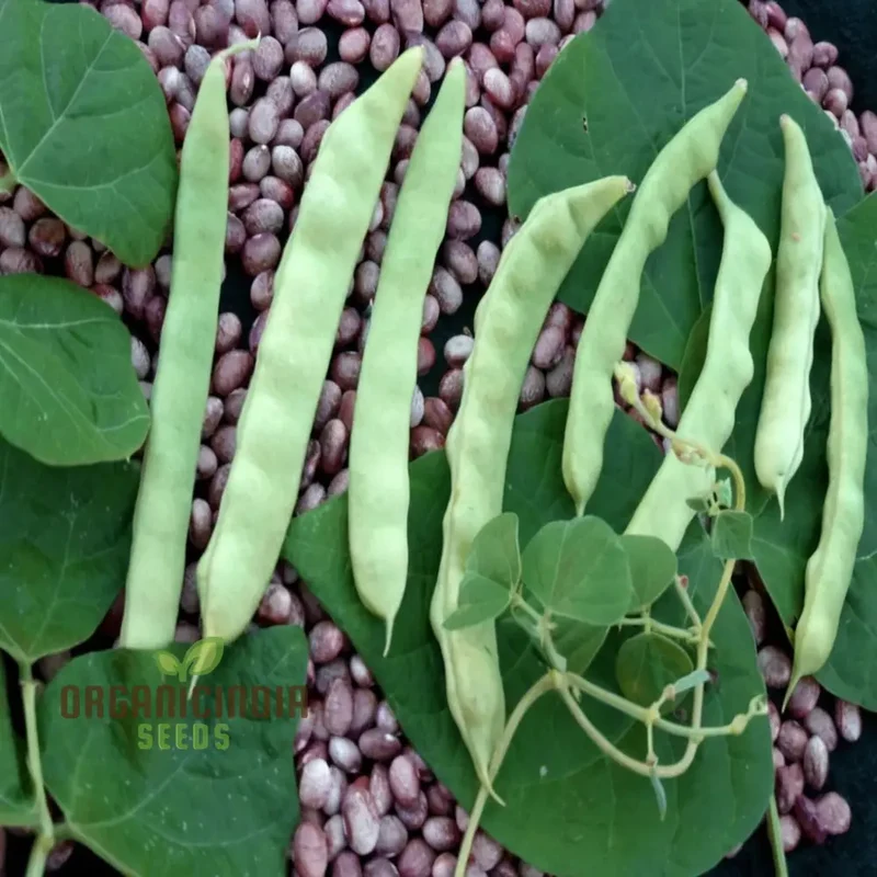 Premium White Calypso Beans Seeds, Heirloom Variety for Culinary Delights and Garden Bounty