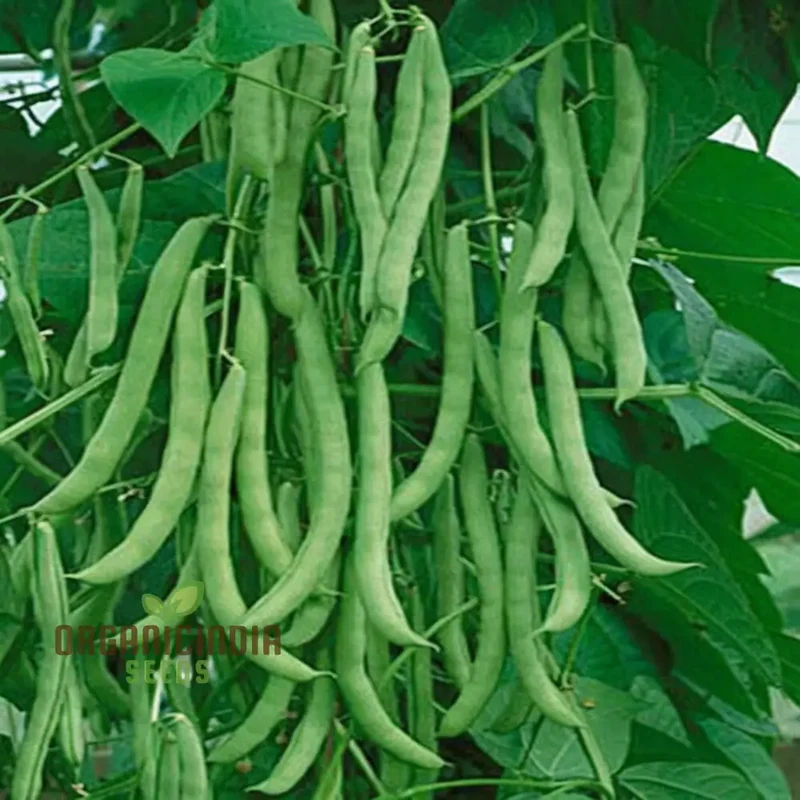 Premium White Calypso Beans Seeds, Heirloom Variety for Culinary Delights and Garden Bounty