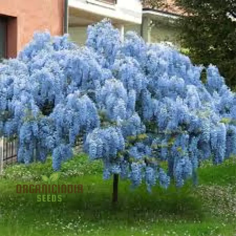 Blue Wisteria Seeds Packet, Blue Wisteria Seeds for Gardening, Premium Blue Wisteria Seeds