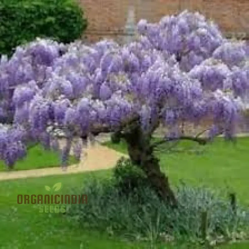 Blue Wisteria Seeds Packet, Blue Wisteria Seeds for Gardening, Premium Blue Wisteria Seeds