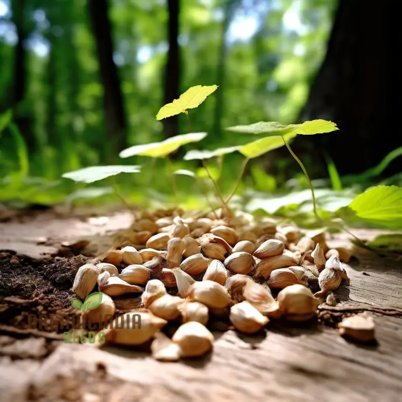 Pure Organic Slippery Elm Seeds, Cultivate Nature's Healing Power with Premium Herb Seeds for Planting