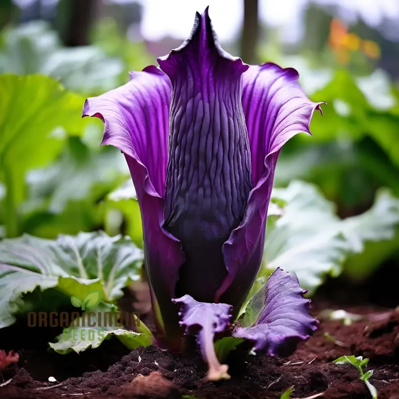 Purple Corpse Titan Arum Flower Seeds, Unique Purple Corpse Titan Arum Biggest Flower Seeds