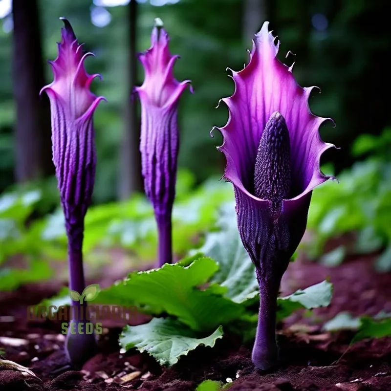 Purple Corpse Titan Arum Flower Seeds, Unique Purple Corpse Titan Arum Biggest Flower Seeds