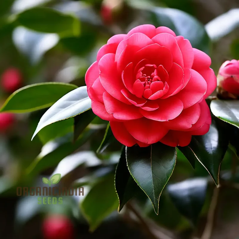 Red Camellia Flower Seeds, Cultivate Garden Elegance with Premium Blooms