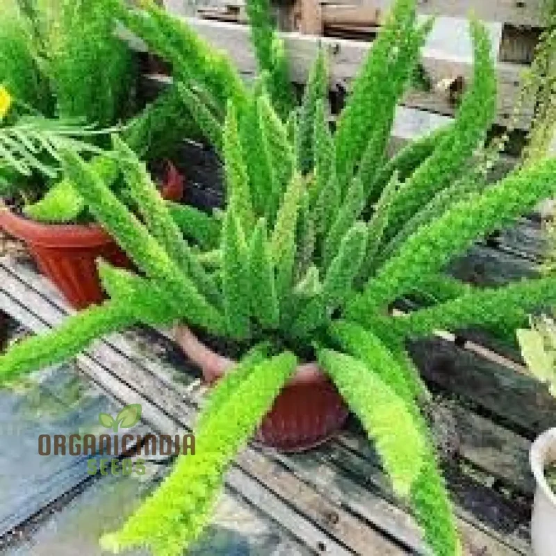Foxtail Plant Seeds 100pcs, New Foxtail plant Seeds, Premium Foxtail Plant Seeds, 100pcs Foxtail Seeds Online