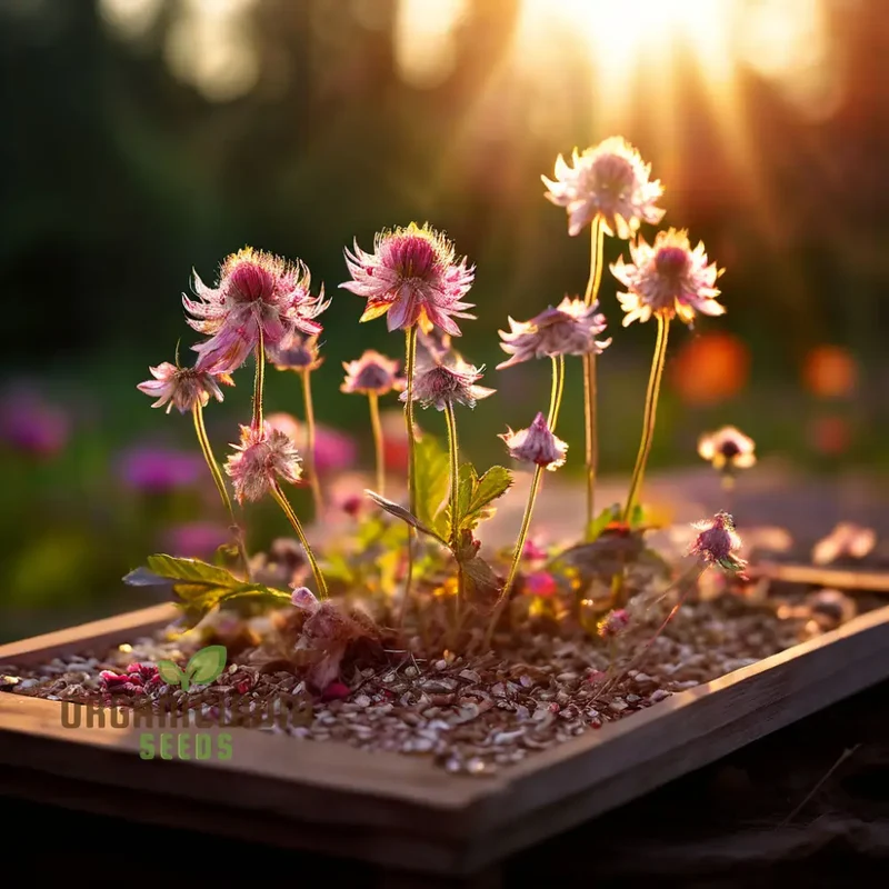 Exquisite Astrantia Flower Seeds, Mixed Varieties: Premium Seeds for Planting and Gardening, Cultivate a Diverse and Vibrant Garden Palette