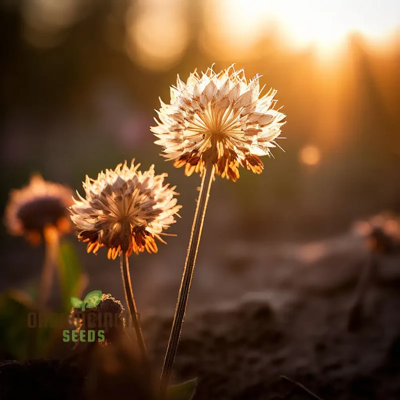 Exquisite Astrantia Flower Seeds, Mixed Varieties: Premium Seeds for Planting and Gardening, Cultivate a Diverse and Vibrant Garden Palette